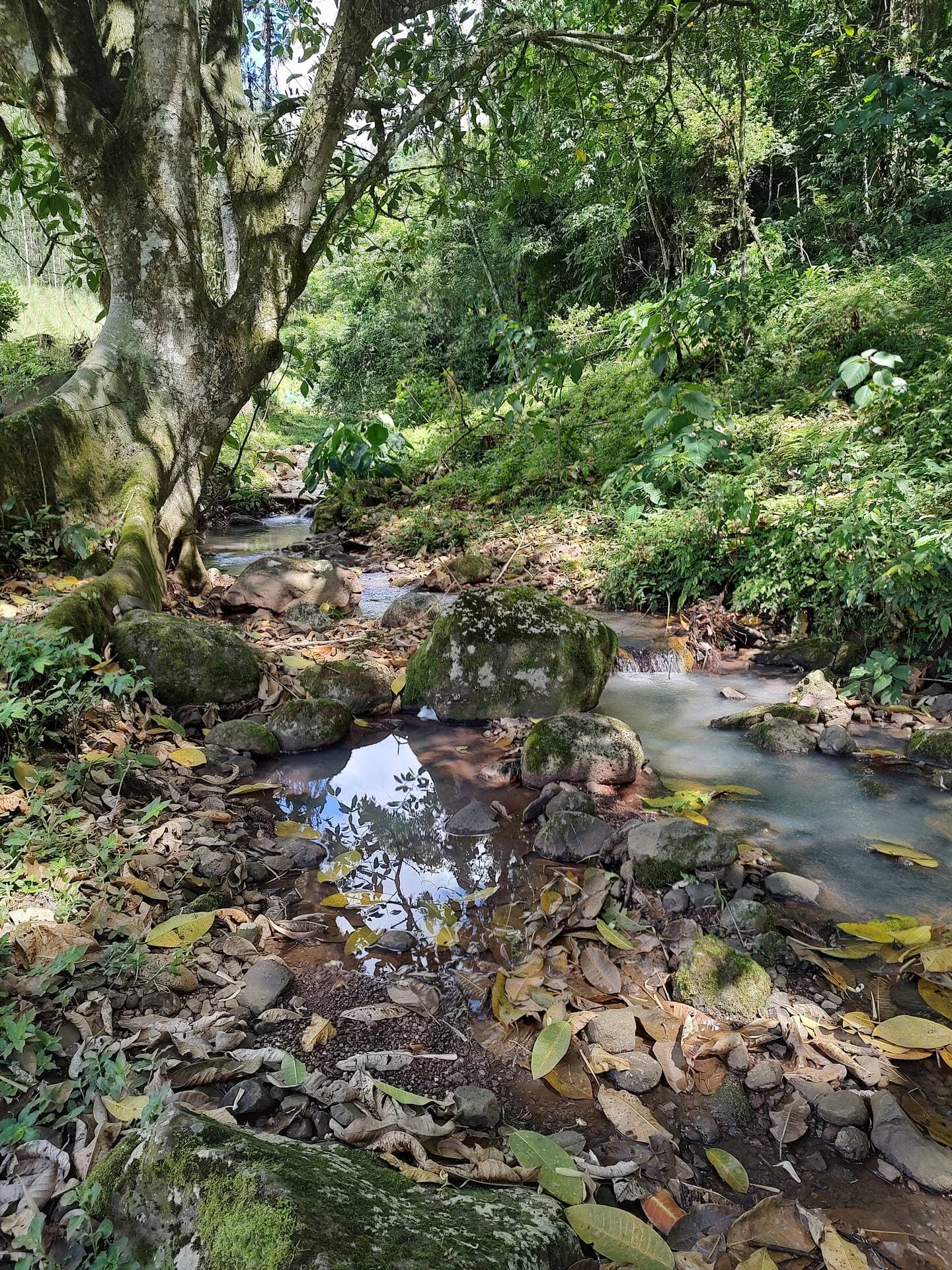 Casa de Campo com Aráucarias e Riacho — foto 3